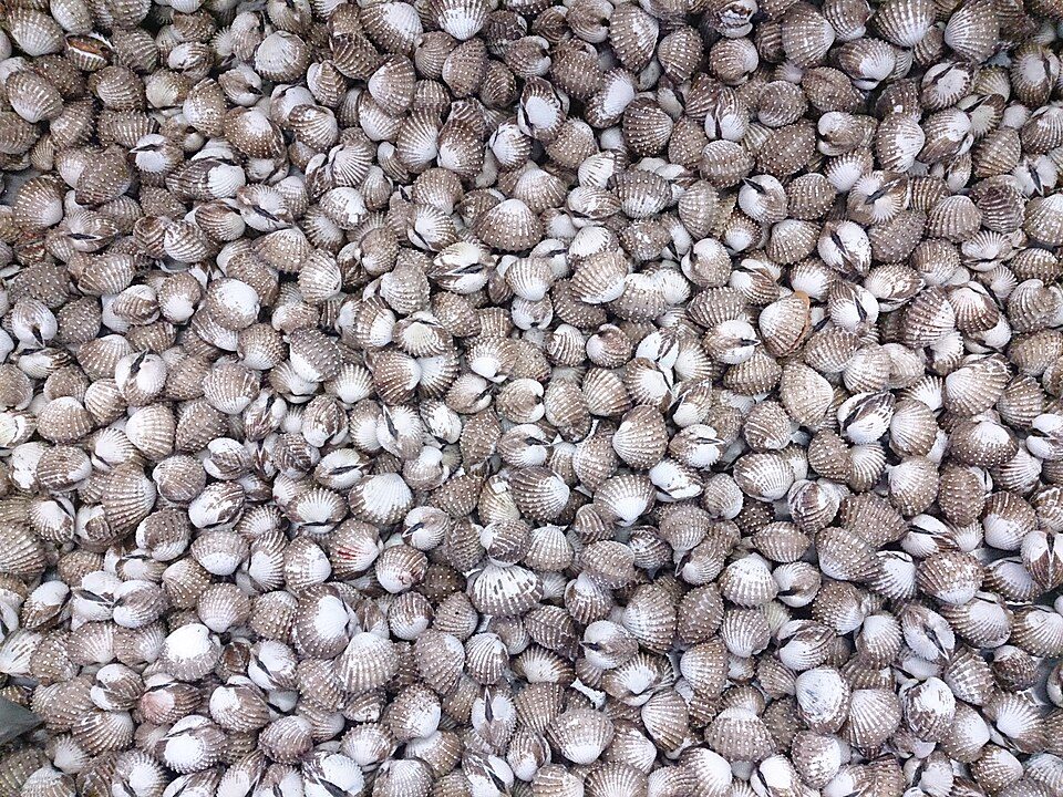 A heap of grey-white ridged blood cockles filling the frame