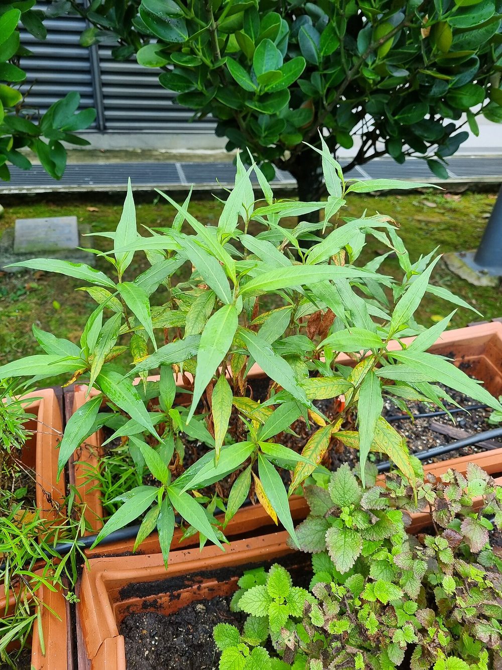 Laksa leaf plants, with long, narrow, pointed leaves, growing in a planter in a Singapore community garden